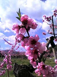 桃の花アップ