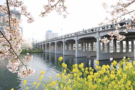 殿橋と桜・菜の花