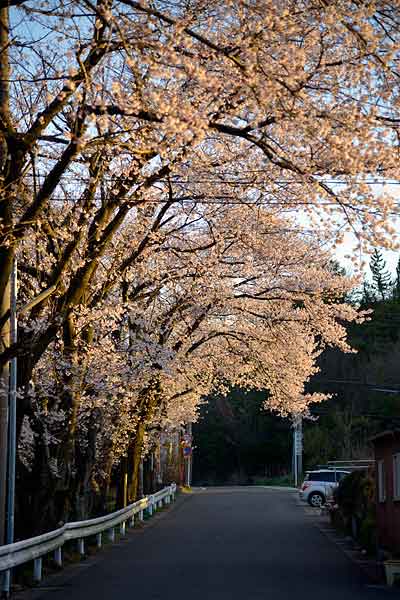 夕焼けの桜並木