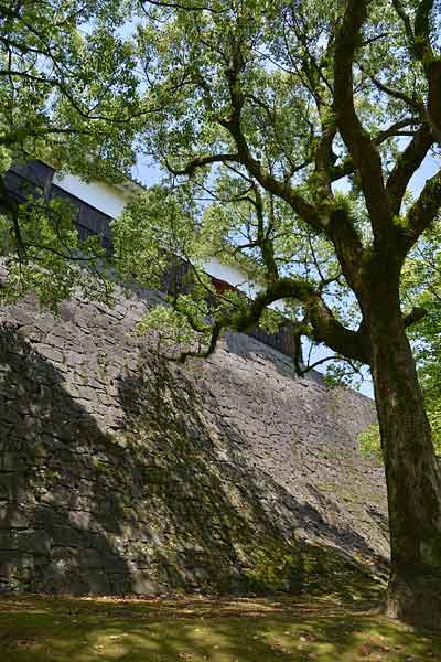 熊本城・石垣と木漏れ日