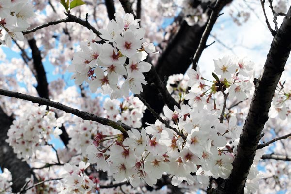 多治見修道院の桜