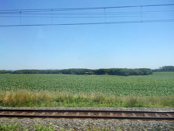 室蘭本線から観たトウモロコシ畑