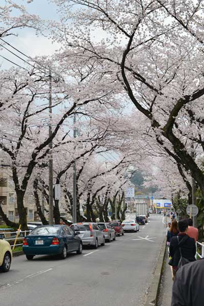 犬山の桜並木