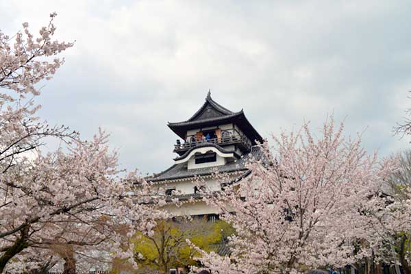 犬山城と桜