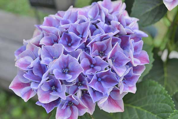 深みのある色の紫陽花